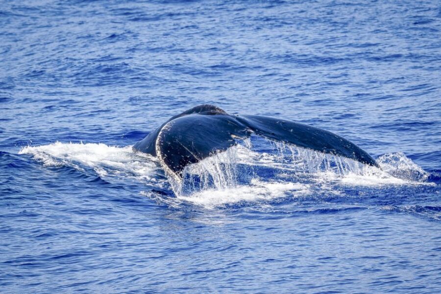 South Maui: Whale Watch Kayaking and Snorkel Tour in Kihei - Price at $118: Is It Worth It?