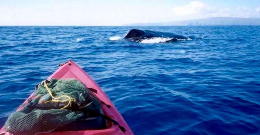 South Maui: Whale Watch Kayaking and Snorkel Tour in Kihei - Sit-On-Top Kayaks: The Quick Training That Changes Everything
