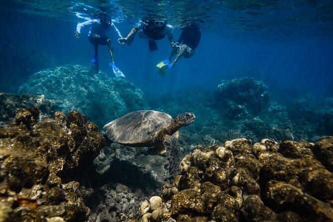 Sunset Glow Snorkel At Turtle Town With Photo & Video - Guide Style: Small Group Coaching With Real Safety Skills