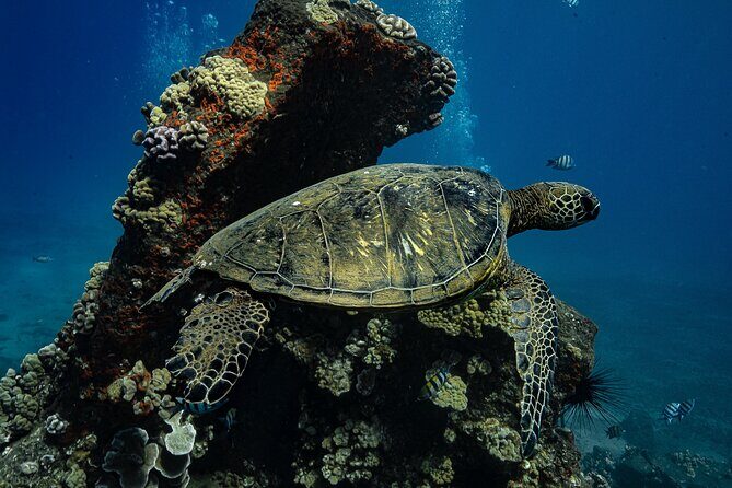 Sunset Glow Snorkel At Turtle Town With Photo & Video - Price and Value: Is $149 Worth It for This Sunset Snorkel?