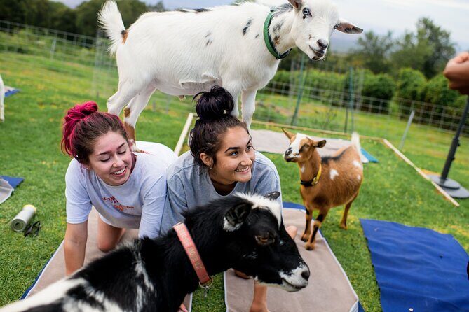 Sunset Maui Goat Yoga with Live Music - Key Highlights You’ll Feel Right Away