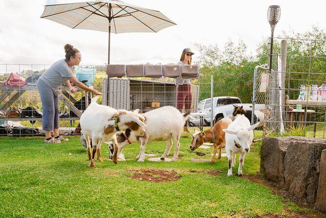 Sunset Maui Goat Yoga with Live Music - Why Sunset Goat Yoga in Kula Feels Different
