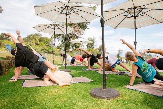 Sunset Maui Goat Yoga with Live Music - The Live Hawaiian Music Factor (and How It Changes the Mood)