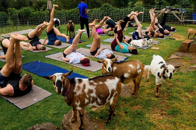 Sunset Maui Goat Yoga with Live Music - Goats, Poses, and Real Comfort Tips (Yes, the Hooves Matter)