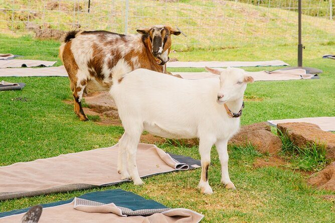 Sunset Maui Goat Yoga with Live Music - What’s Included in Your $69 (and What Isn’t)