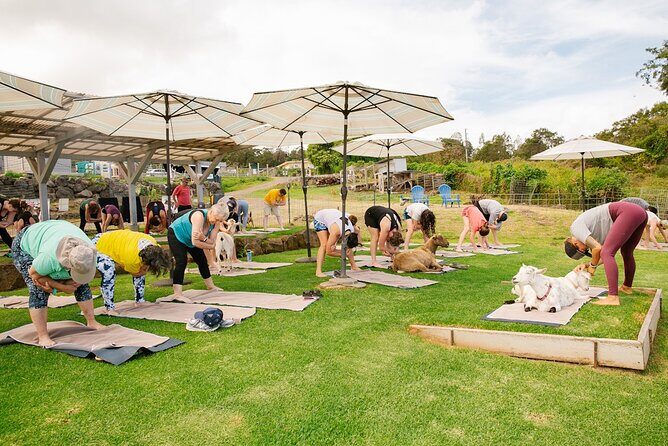 Sunset Maui Goat Yoga with Live Music - How Popular It Is (and Why Timing Still Matters)
