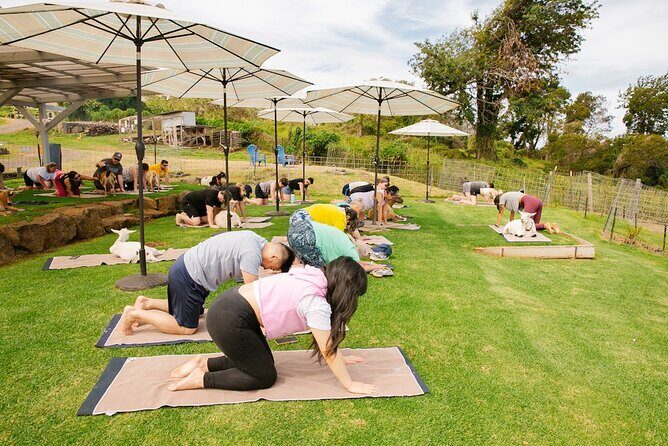 Sunset Maui Goat Yoga with Live Music - Where You’ll Actually Feel the Views and Atmosphere
