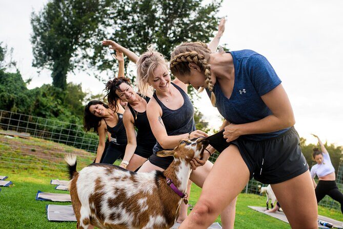 Sunset Maui Goat Yoga with Live Music - What Happens in the 1.5-Hour Class (and Why It Flies by)