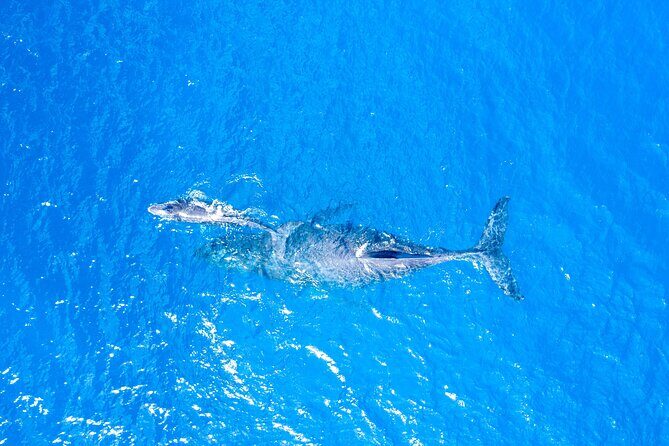 Super Raft - Private Charter Maui 3 Hour Snorkel to Coral Gardens or Molokini - Molokini crater and Coral Gardens: how the weather choice affects your day