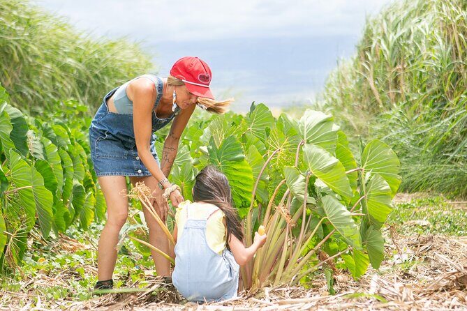 Taste of Hawaii: A Maui Farm Tour - La Kāhea Community Farm: what you’re really paying for