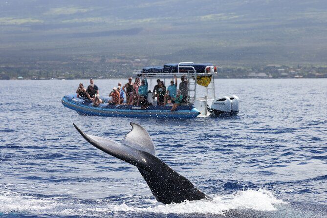 The Best 10 am 1.5 Hour Whale Watching Tour - A 22–24 person boat with a safety-minded pace