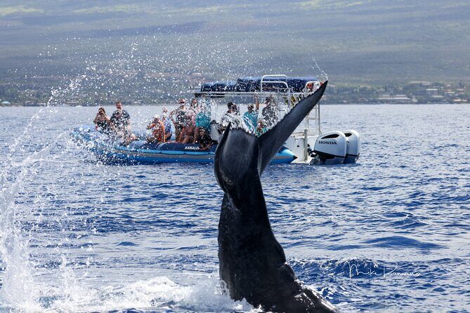 The Best 10 am 1.5 Hour Whale Watching Tour - Price and value: what $97.30 gets you in Maui