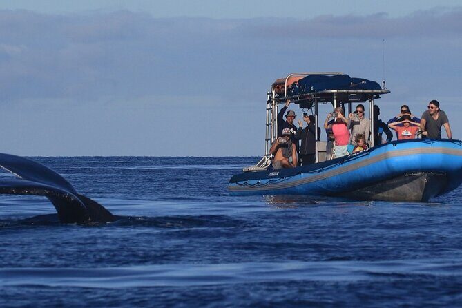The Best 10 am 1.5 Hour Whale Watching Tour - Morning humpback odds on Maui’s south shore
