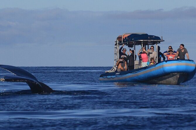 The Best 12 pm 1.5 Hour Whale Watching Tour - Key points to know before you book