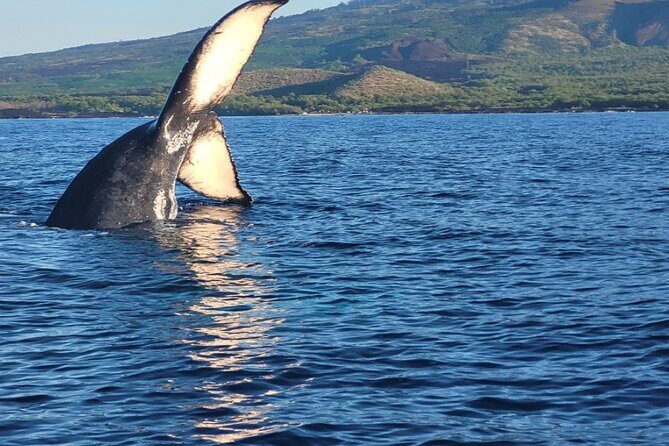 The Best 12 pm 1.5 Hour Whale Watching Tour - Small-group energy (22 to 24): why it changes how you see whales
