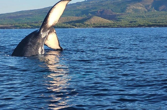 The Best 12 pm 1.5 Hour Whale Watching Tour - Comfort on choppy days: safety matters, but so does your stomach