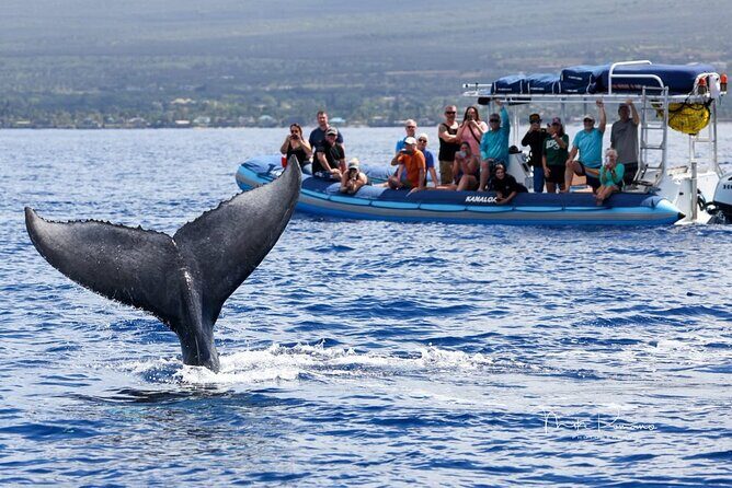 The Best 12 pm 1.5 Hour Whale Watching Tour - Bottled water and the ride vibe: little inclusions that add up