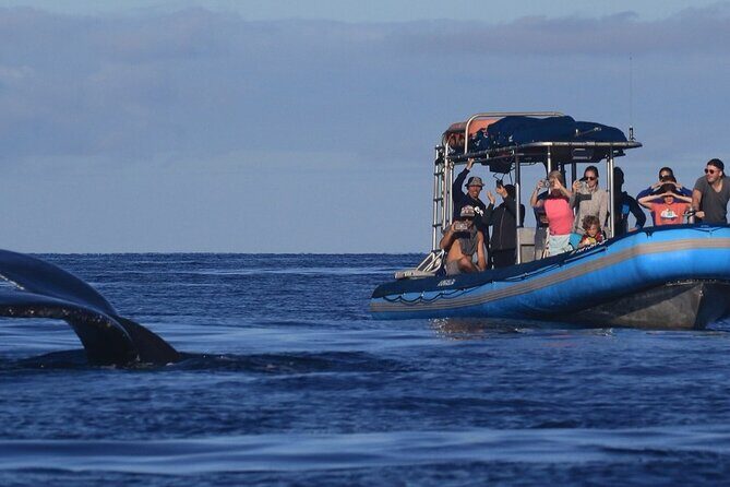 The Best 12 pm 1.5 Hour Whale Watching Tour - Searching off Kihei: what you’re really paying for