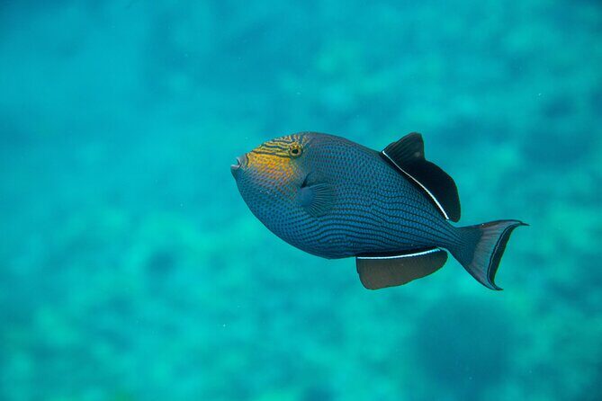 The Best 2 Hour Molokini Express Snorkeling - The outer reef drift: that shallow-to-deep edge view