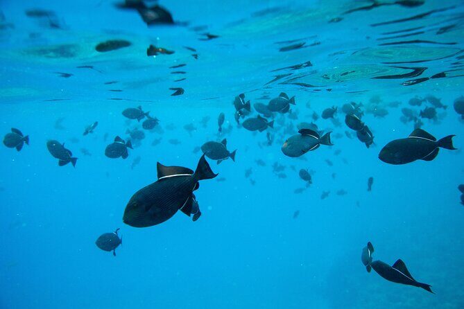 The Best 2 Hour Molokini Express Snorkeling - Price and value: why $147 for 2 hours can be a smart Maui move