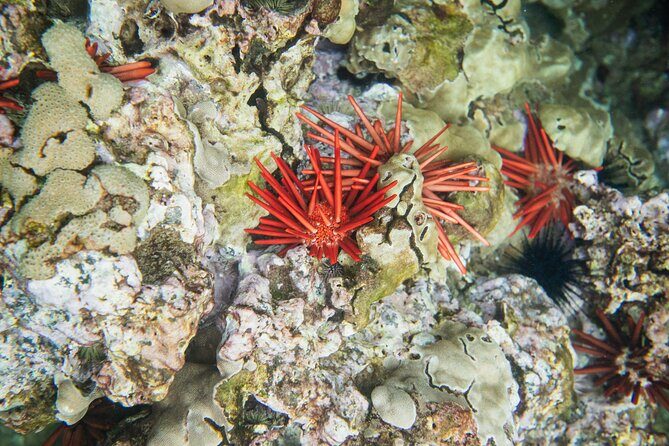 The Best 2 Hour Molokini Express Snorkeling - Who should book this Molokini Express (and who should skip it)