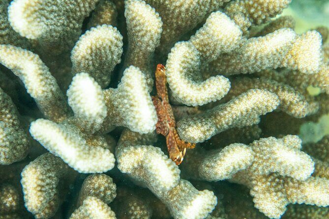 The Best Maui 3 Hour Molokini and Turtle Town Snorkel - Key things that make this snorkel tour worth your time