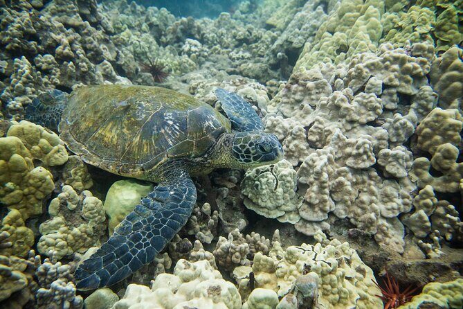 The Best Maui 3 Hour Molokini and Turtle Town Snorkel - Snorkel gear included: what that means for first-timers and improvised swimmers