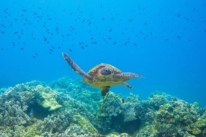 The Best Maui 3 Hour Molokini and Turtle Town Snorkel - What you might see in the water (and what to expect outside the water)