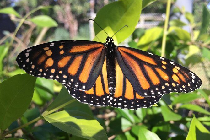 The Maui Butterfly Farm Tour - Key things to know