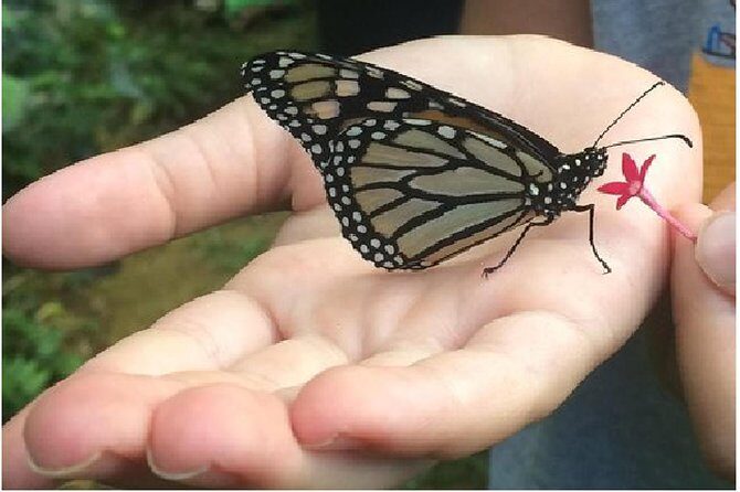 The Maui Butterfly Farm Tour - Maui Butterfly Farm Tour at a Glance (and why it works)