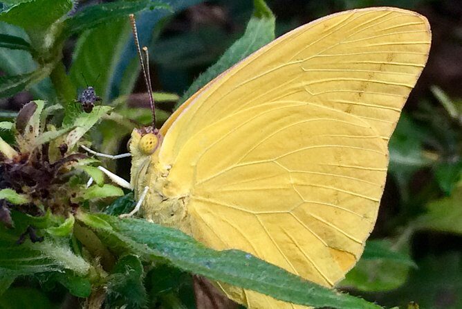 The Maui Butterfly Farm Tour - Hands-on moments: caterpillars, butterflies, and praying mantises