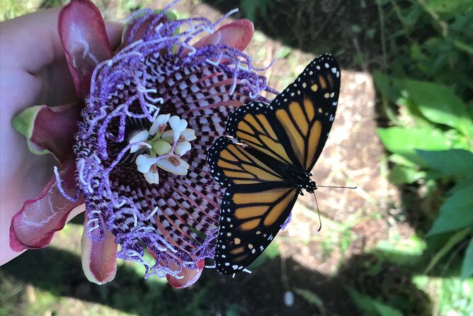 The Maui Butterfly Farm Tour - The conservation story behind Hawaii’s native butterflies