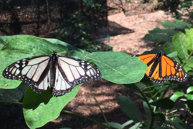 The Maui Butterfly Farm Tour - Timing, weather, and what comfort really looks like