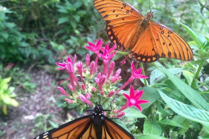 The Maui Butterfly Farm Tour - Price and value: is $49.99 worth it?