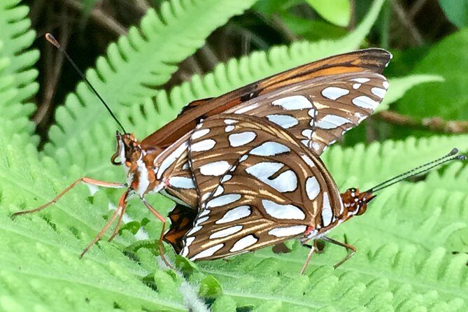 The Maui Butterfly Farm Tour - Stop 1: The Maui Butterfly Farm and the flight house experience
