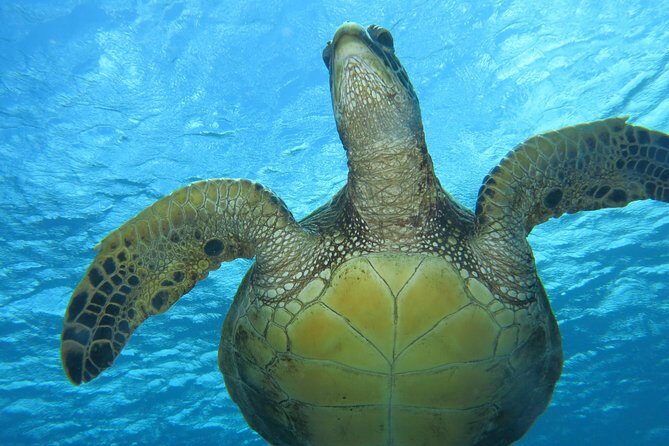 Turtle & Shark Scuba Dive in Lahaina: Certified - The 18-hour rule for flying and ascending above 1,000 feet