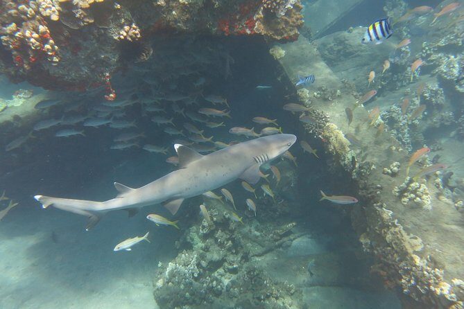 Turtle & Shark Scuba Dive in Lahaina: Certified - Price and logistics: when $259 feels like value