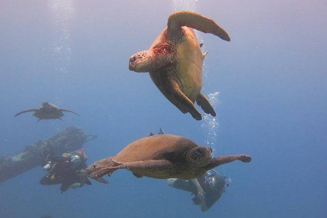 Turtle & Shark Scuba Dive in Lahaina: Certified - Who should book this turtle-and-shark session (and who shouldn’t)