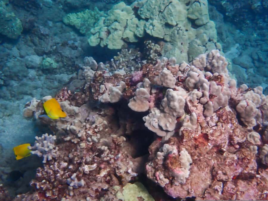 Turtle Town Clear Kayak & Snorkel Tour (8am-11am) - Key Things That Make This Tour Worth Your Morning
