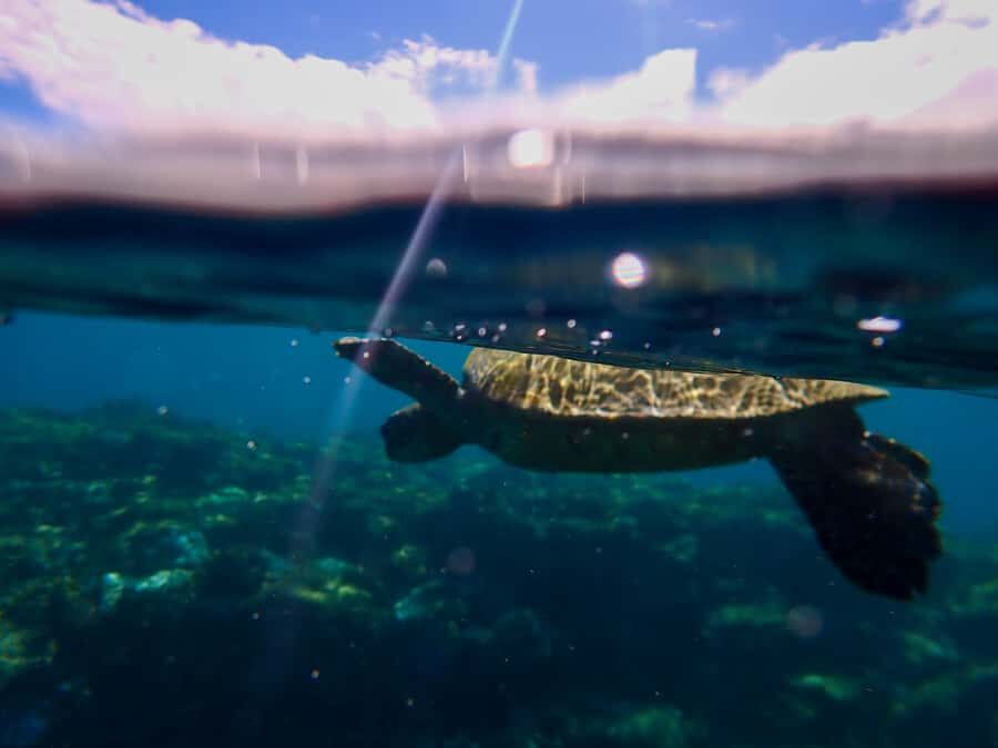 Turtle Town Clear Kayak & Snorkel Tour (8am-11am) - A 3-Hour Clear-Kayak Morning at Turtle Town