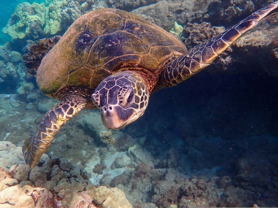 Turtle Town Clear Kayak & Snorkel Tour (8am-11am) - The Human Part: Learning Maui Culture and How It Changes the Feel