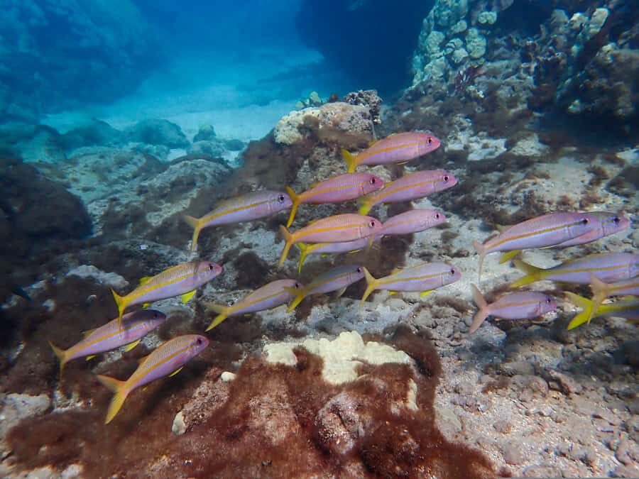 Turtle Town Clear Kayak & Snorkel Tour (8am-11am) - Gear, Dry Storage, Pineapple, and Same-Day Photos
