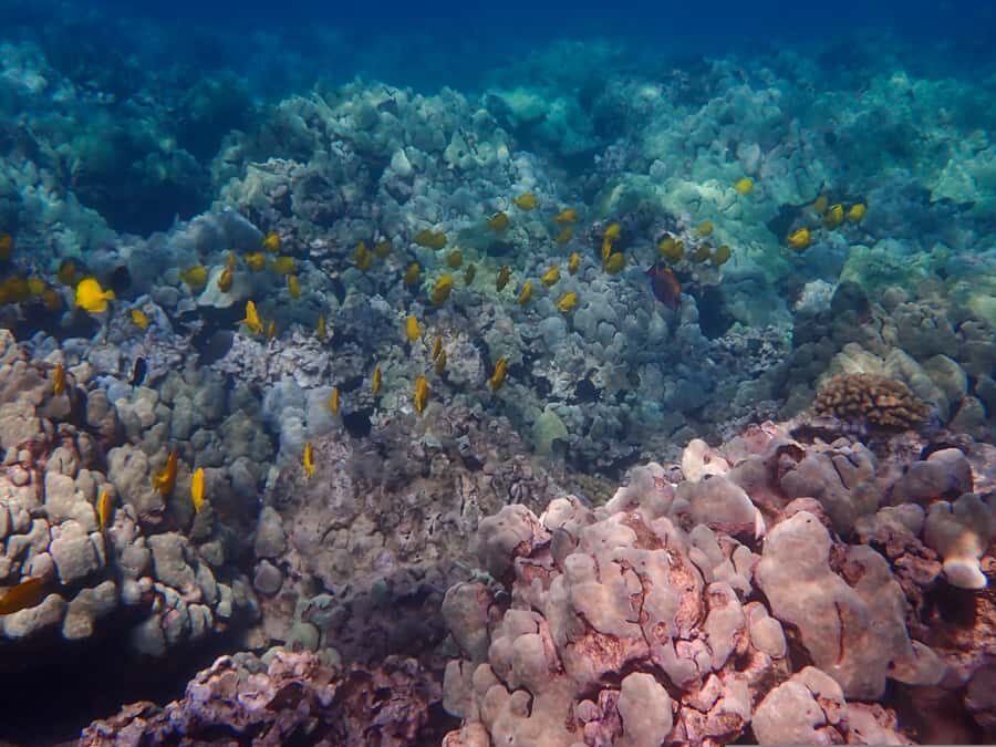 Turtle Town Clear Kayak & Snorkel Tour (8am-11am) - Getting There and Meeting Up Without Stress