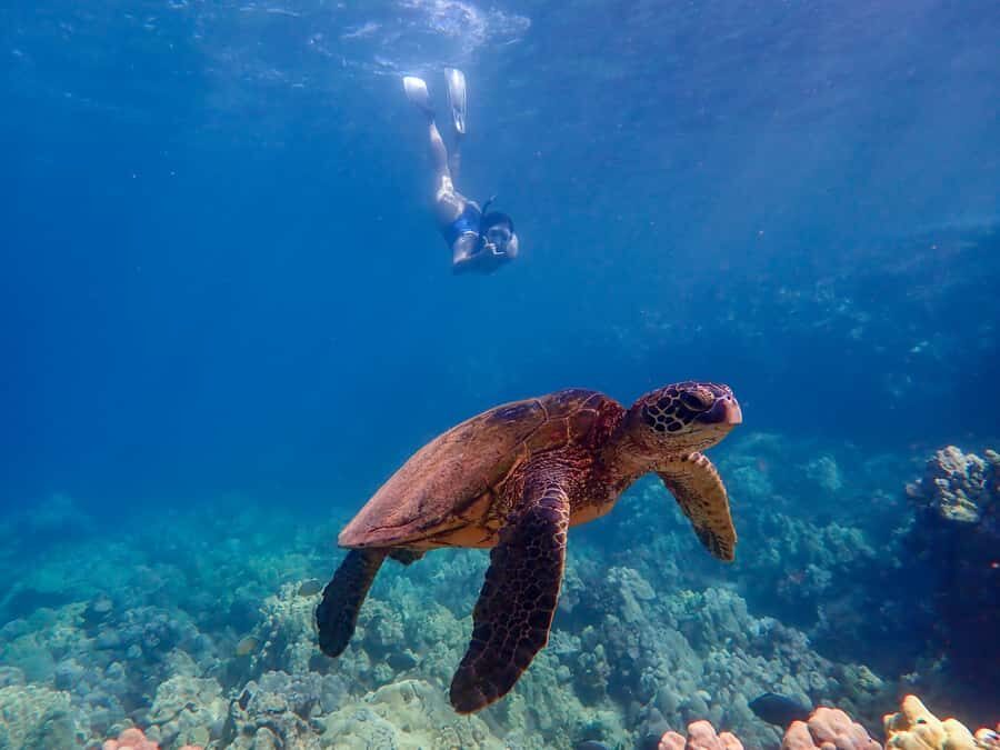 Turtle Town Clear Kayak & Snorkel Tour (8am-11am) - Who This Tour Fits Best (and Who Might Want a Different Day)
