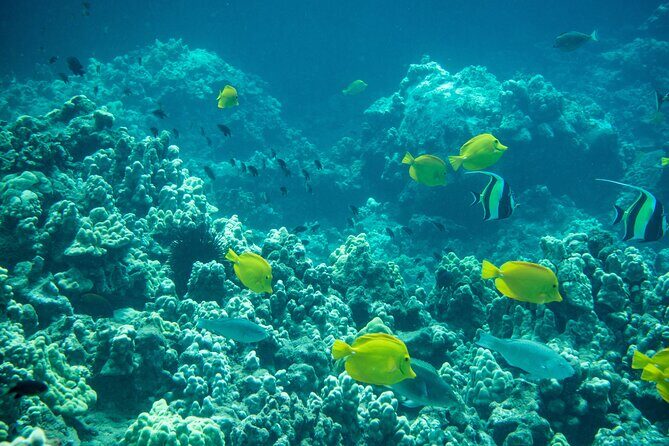 Turtle Town Snorkel with Free Photo and Video - Beginners - The Underwater Camera: Why Included Photos and Videos Change the Whole Experience