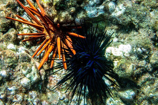 Turtle Town Snorkel with Free Photo and Video - Beginners - Your 1.5-Hour Flow: Briefing, Gear Check, Water Time, and Returning to Shore