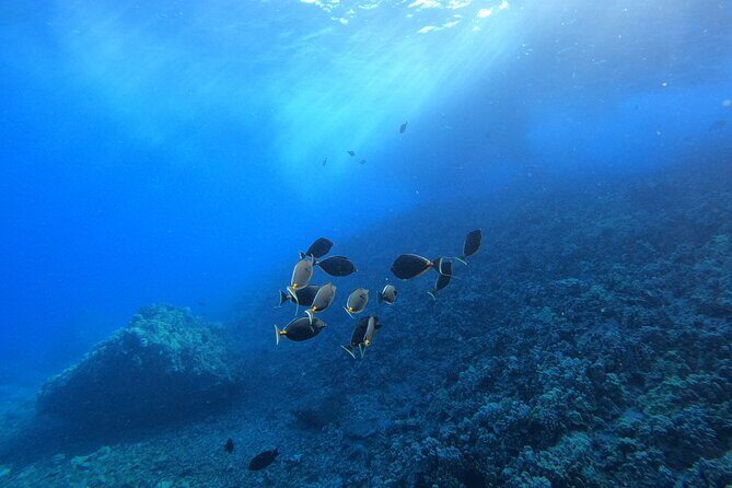 Turtle Town Snorkel with Free Photo and Video - Beginners - Price and Value: Why $149 Can Make Sense for Maui Snorkelers