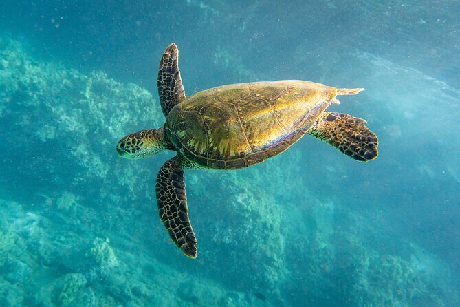 Turtle Town Snorkel with Free Photo and Video - Beginners - Who Should Book This Tour, and Who Should Skip It