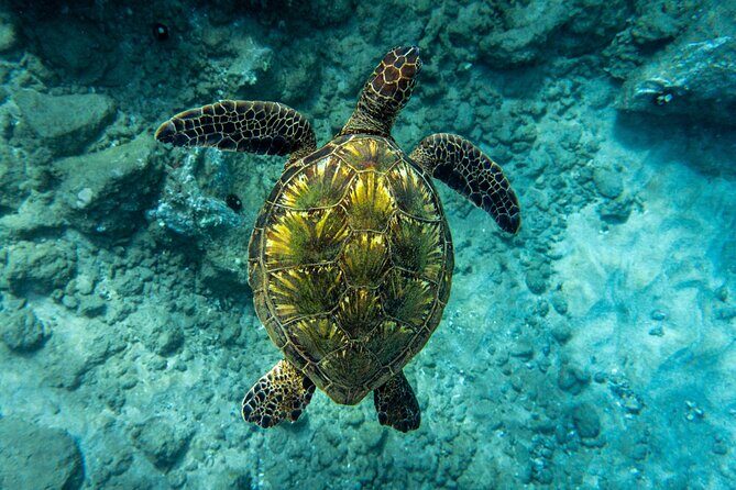 Turtle Town Snorkel with Free Photo and Video - Beginners - Weather, Visibility, and the Reality of Turtle Sightings