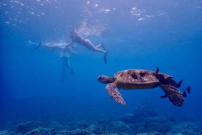 Turtle Town Snorkel with Free Photo and Video - Beginners - Turtle Town, Maluaka Water, and How You Actually Get Close to Sea Turtles